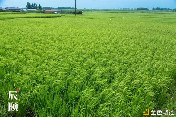 辰颐物语：东北珍珠米——米粒饱满，软糯可口，让你吃出幸福感