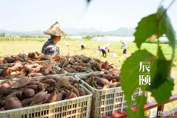 辰颐物语：天目山小香薯 | 绵糯无丝，入口即化