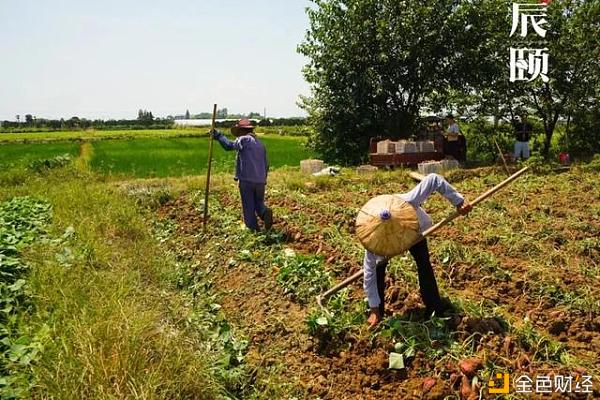 辰颐物语：天目山小香薯 | 绵糯无丝，入口即化