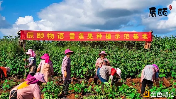 辰颐物语：老幼皆宜，脆甜多汁，养生之果，生吃，煲汤都非常棒