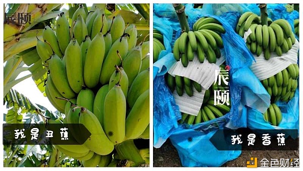 辰颐物语：「丑蕉」丑八怪也有春天，颜控时代只想选择这把丑芭蕉