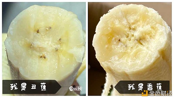 辰颐物语：「丑蕉」丑八怪也有春天，颜控时代只想选择这把丑芭蕉