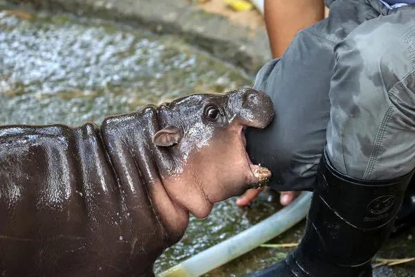 The MEME coin MOODENG of the internet-famous hippopotamus skyrocketed tens of thousands of times, leading to a resurgence of the zoo market