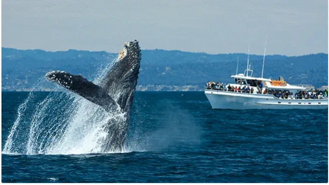 Data Interpretation: Is it Reliable to Use Whale Movements as Trading Signals?