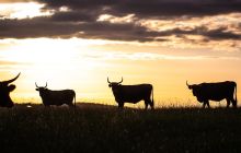 Ether, Solana, BNB Outshine Bitcoin as Cryptos Rebound