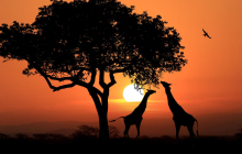In-depth | The Myths and Realities of Stablecoins: A Field Guide from 20 African Countries