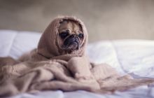 When Dogecoin dons the ETF cloak: The "Wall Street Taming" of Internet Memes