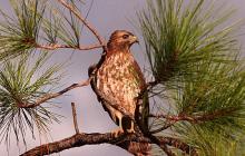 美联储转向鹰派，因为这一美国就业指标发出红色信号