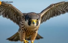 猎鹰金融通过10亿美元的离心机JAAA RWA代币扩展抵押品集合