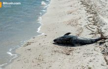 Aqua Wallet 暂停海豚卡计划，因供应商问题