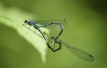 为何Dragonfly是本轮周期的最大赢家？