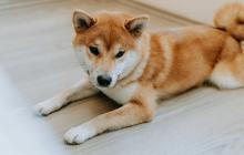 狗狗币与比特币、迷因币一起下滑，交易者减少风险押注